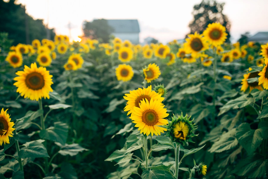 Malisa + Mat | Sunflower Field Engagement | Washington DC Wedding Photography